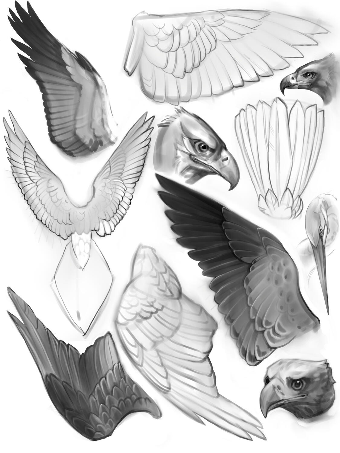 Wing Studies